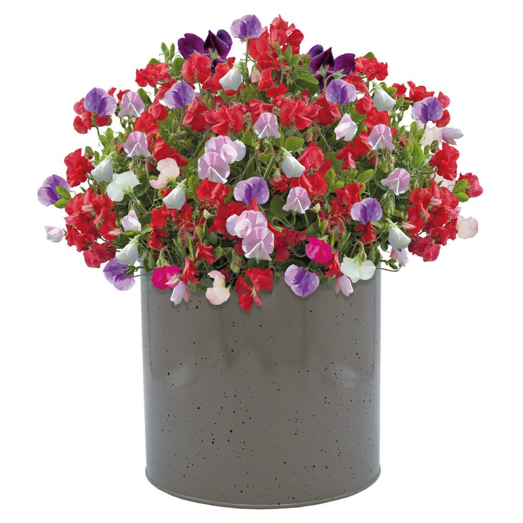 Beautifluer Milkchurn Planter Sweet Pea Seed Grow Kit 5055128622813 2